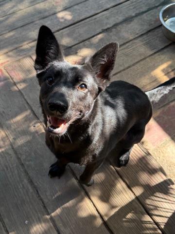 BEAN, Adoptable, Young Female German Shepherd Dog & Mixed Breed.