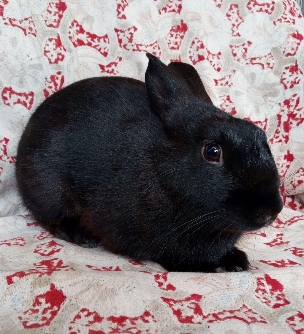 Max, Adopted, Young Male Havana.