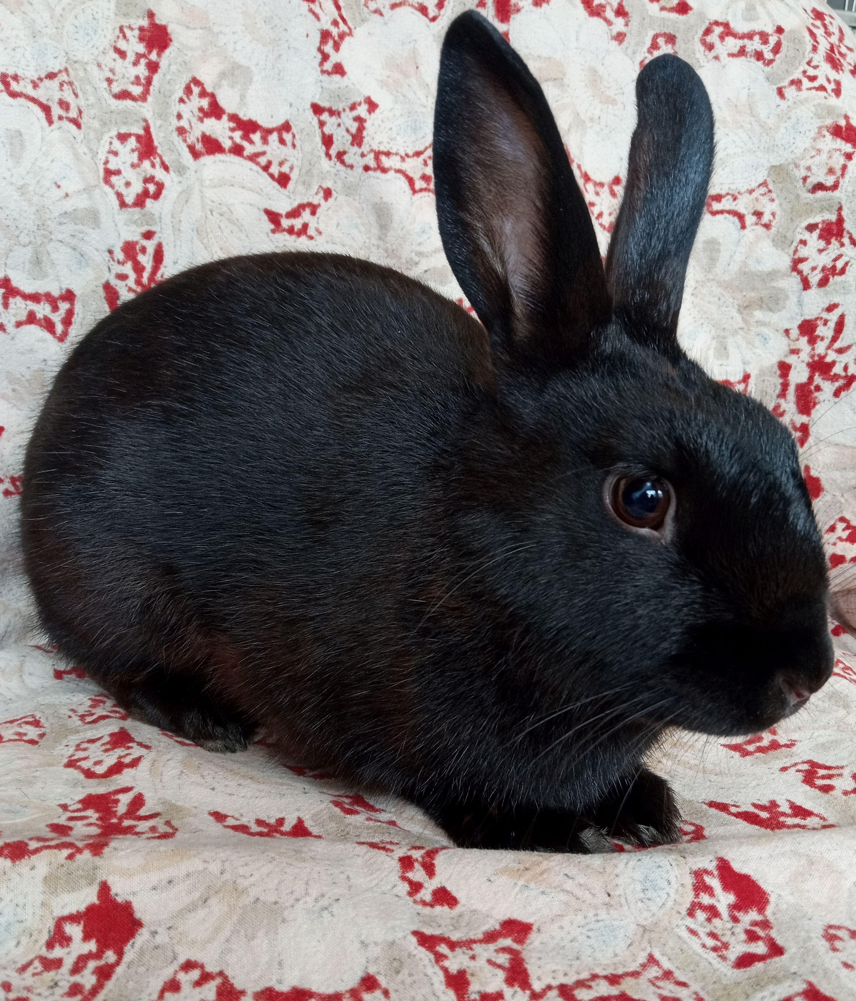 Enlarge Max, a Adopted Havana in Goleta, CA image 2/2