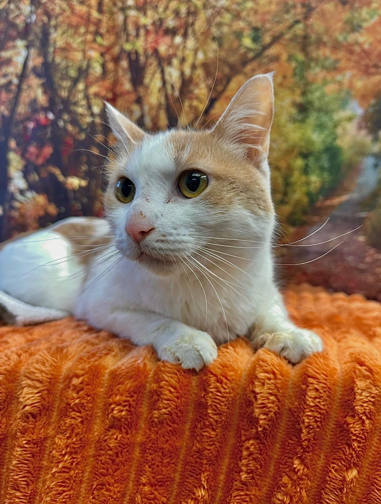 Peaches, Adoptable, Adult Female Domestic Short Hair.