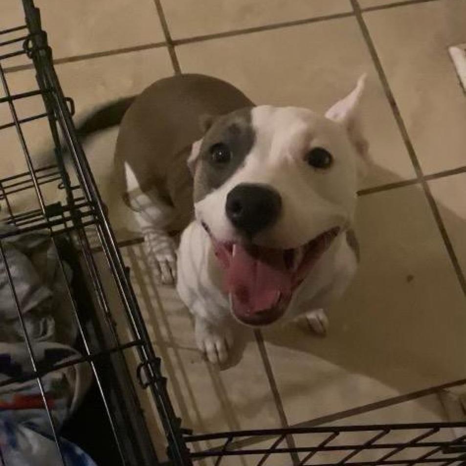 Snowee, Adoptable, Adult Female Mixed Breed.