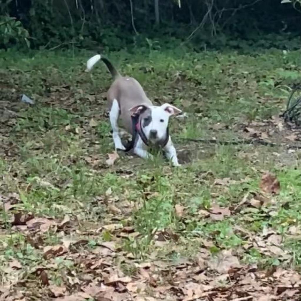 Snowee, a Adoptable Mixed Breed in Columbus, GA image 2/2