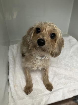 Mini, adopted, Young Female Terrier.