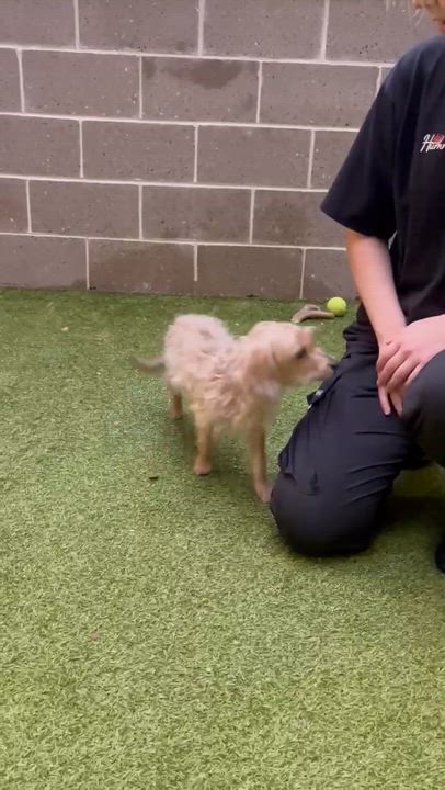 Enlarge Mini, an adopted Terrier in East Haddam, CT video 2/2