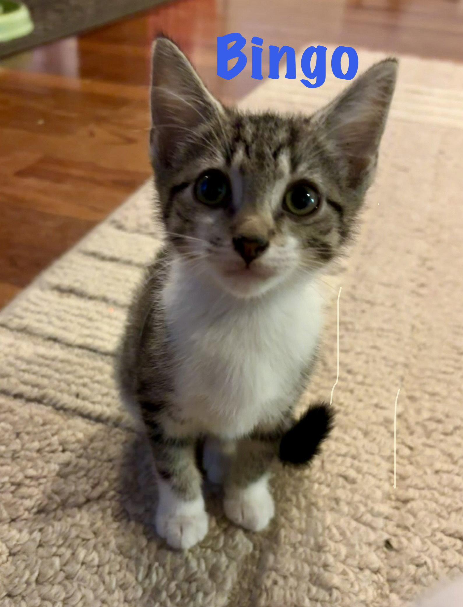 Bingo, Adoptable, Kitten Male Domestic Short Hair.