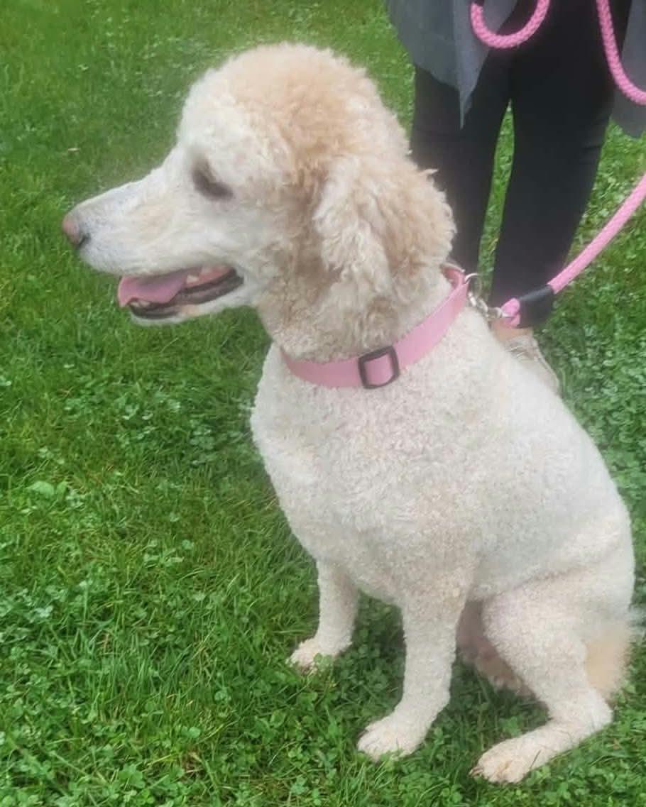 Enlarge Sadie, a Adoptable Labradoodle in St. Clairsville, OH image 3/6