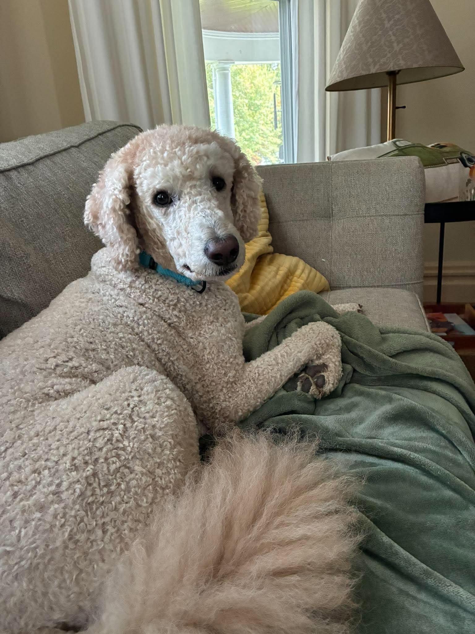 Enlarge Sadie, a Adoptable Labradoodle in St. Clairsville, OH image 1/6