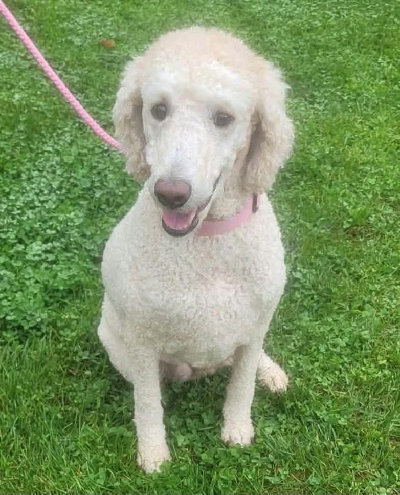 Enlarge Sadie, a Adoptable Labradoodle in St. Clairsville, OH image 4/6