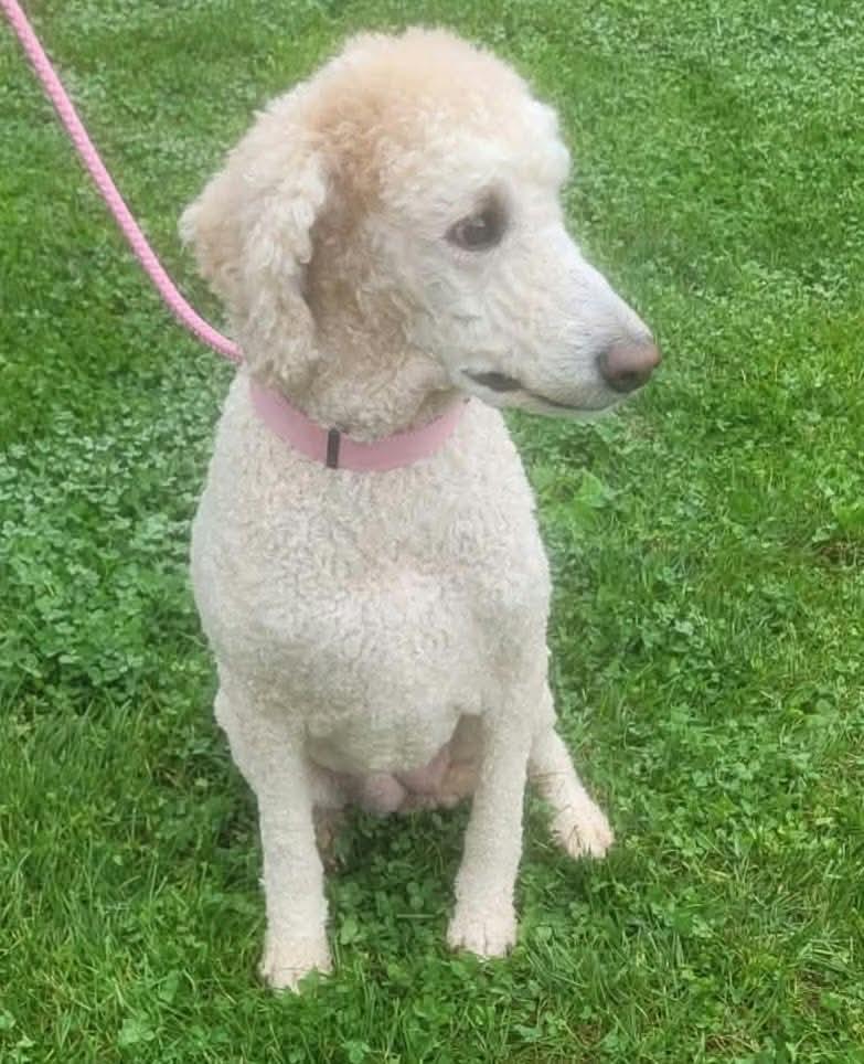 Enlarge Sadie, a Adoptable Labradoodle in St. Clairsville, OH image 5/6