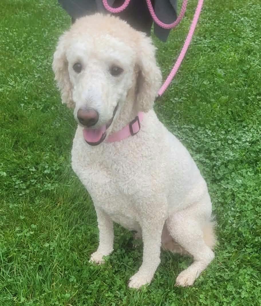 Enlarge Sadie, a Adoptable Labradoodle in St. Clairsville, OH image 6/6