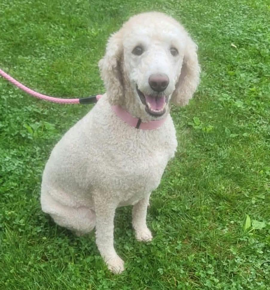 Enlarge Sadie, a Adoptable Labradoodle in St. Clairsville, OH image 2/6