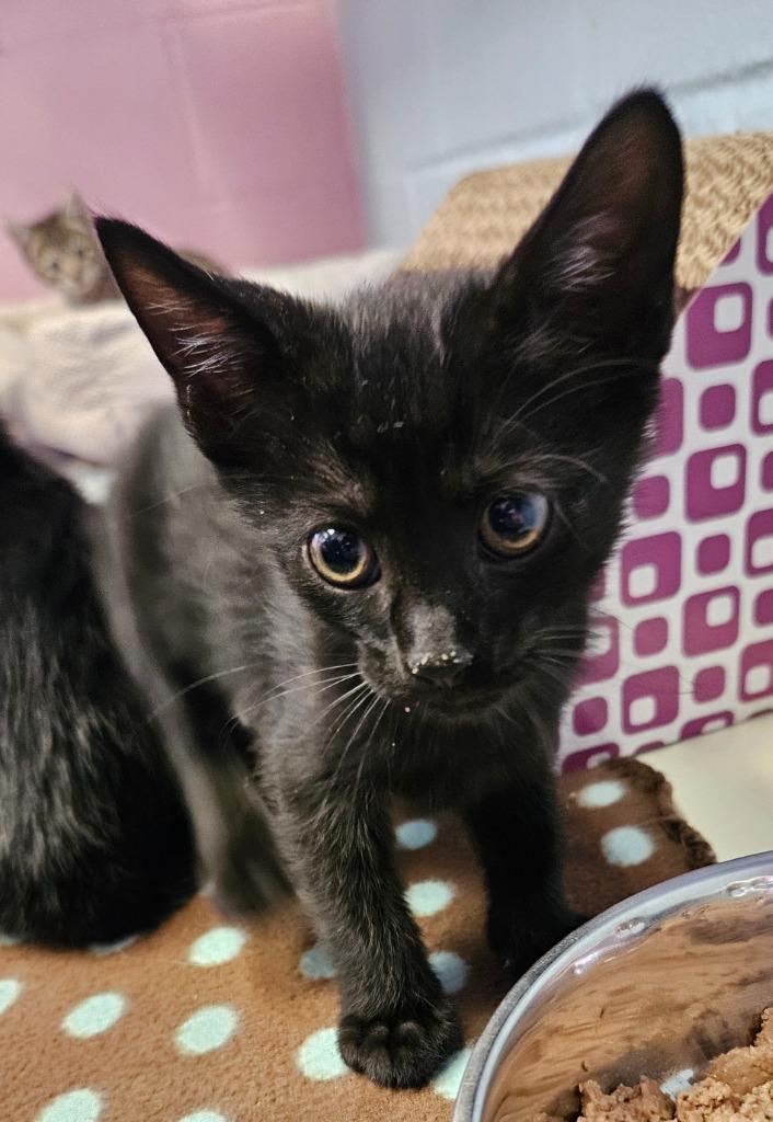 Jett, Adoptable, Kitten Male Domestic Medium Hair.