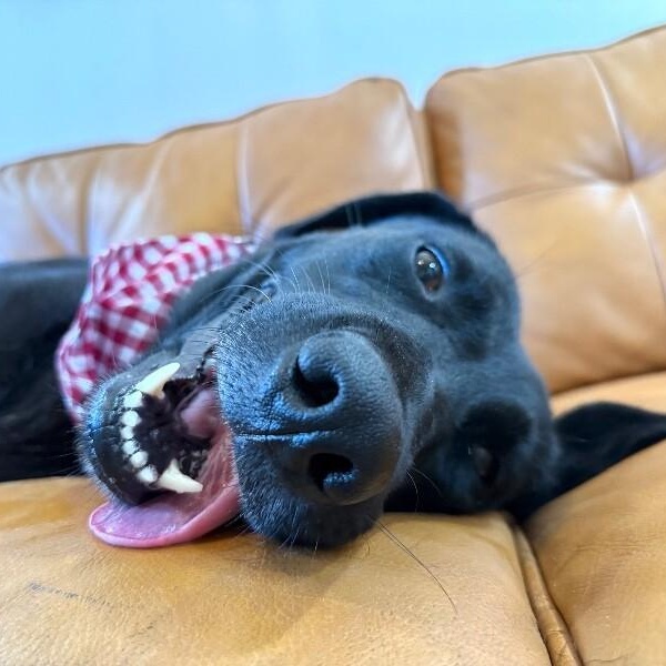 Lady Loves Belly Rubs — thumbnail 3