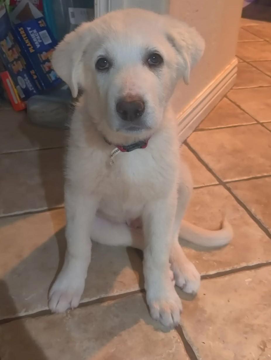 Enlarge Sugar, a ADOPTABLE mixed breed in Kiowa, OK image 5/6