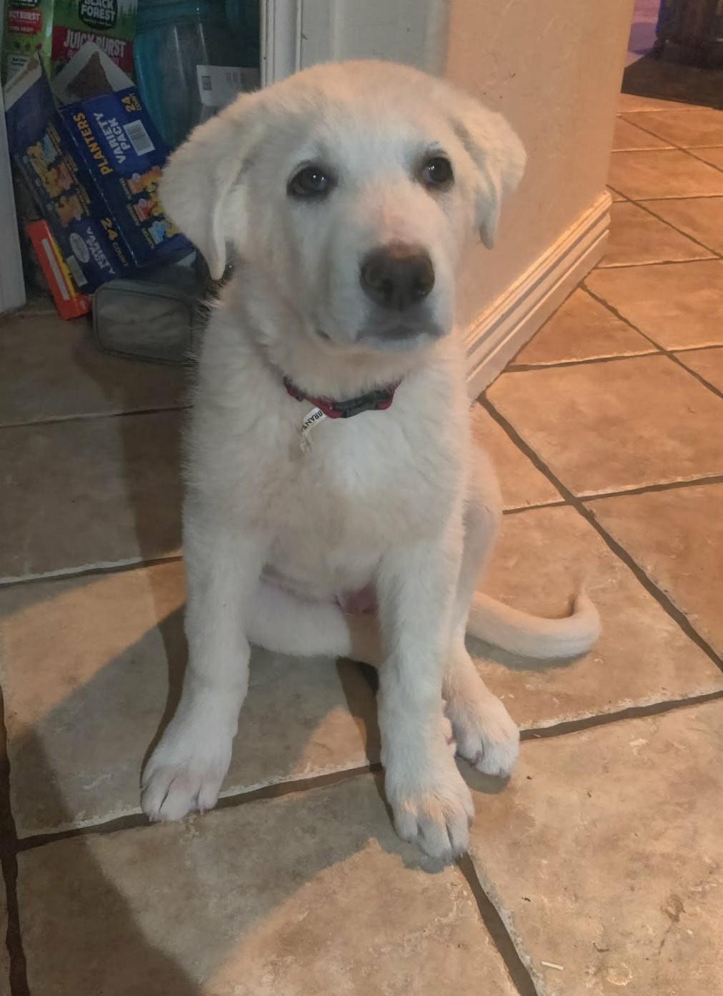 Sugar, ADOPTABLE, Puppy Male Great Pyrenees.