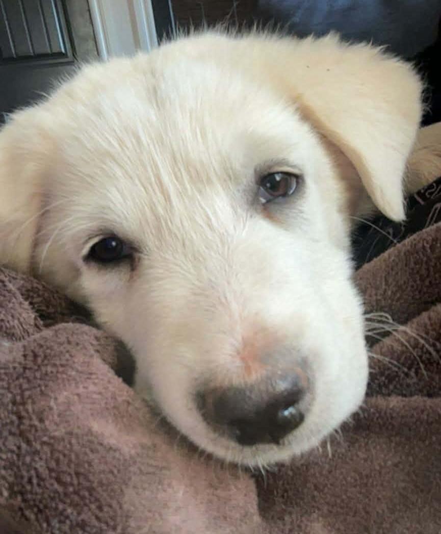 Enlarge Sugar, a ADOPTABLE mixed breed in Kiowa, OK image 2/6