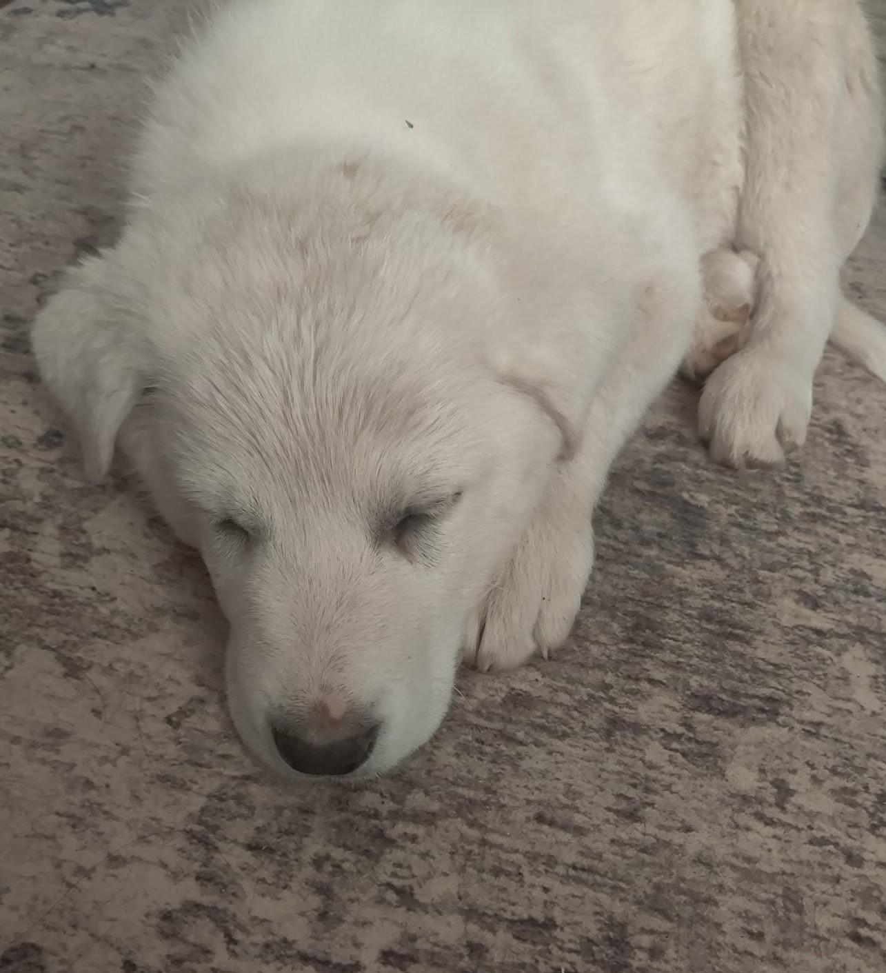 Enlarge Sugar, a ADOPTABLE mixed breed in Kiowa, OK image 4/6