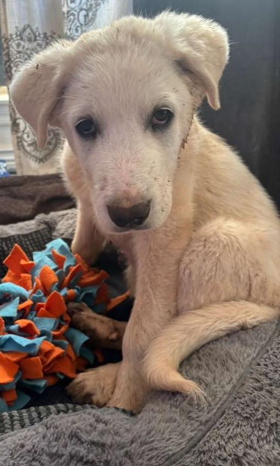 Enlarge Sugar, a ADOPTABLE mixed breed in Kiowa, OK image 3/6