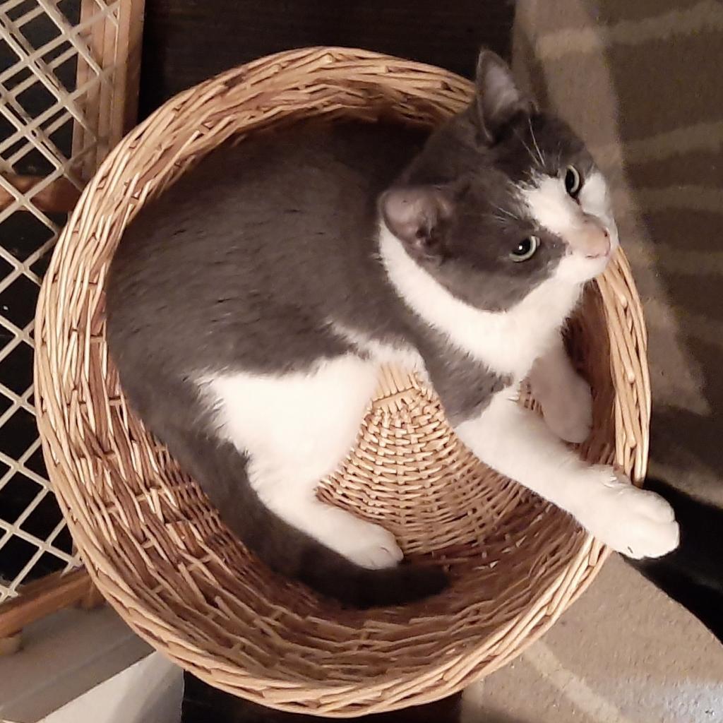 Enlarge Rutabaga, a Adoptable Domestic Short Hair in Pittsburgh, PA image 1/6