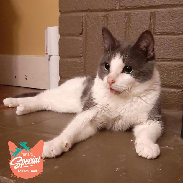 Enlarge Rutabaga, a Adoptable Domestic Short Hair in Pittsburgh, PA image 2/6