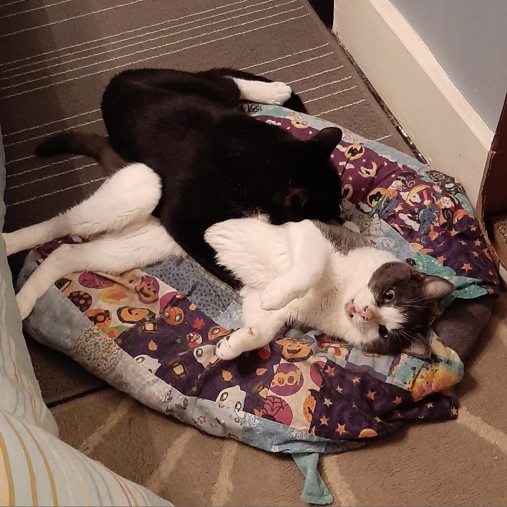 Enlarge Rutabaga, a Adoptable Domestic Short Hair in Pittsburgh, PA image 3/6