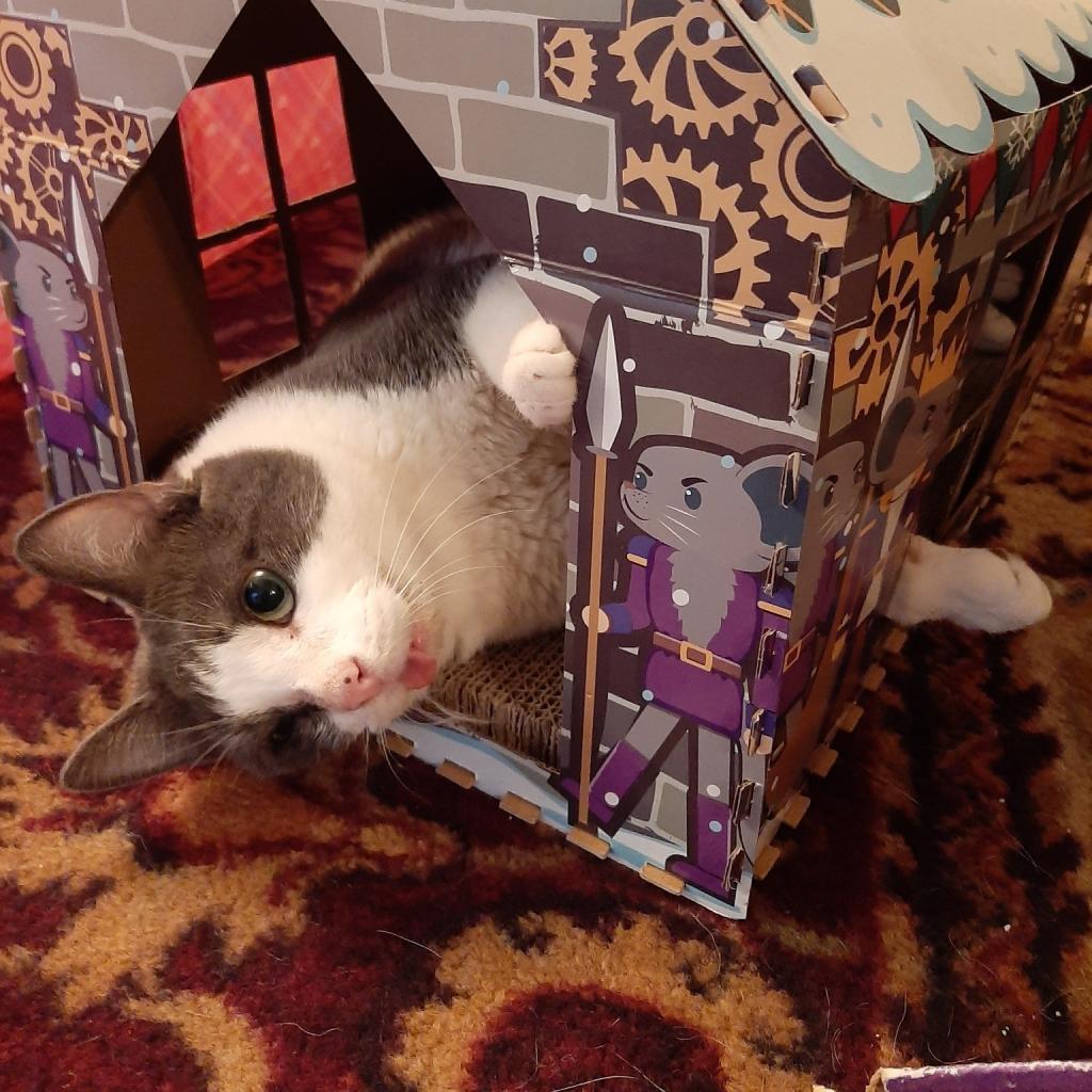 Enlarge Rutabaga, a Adoptable Domestic Short Hair in Pittsburgh, PA image 4/6