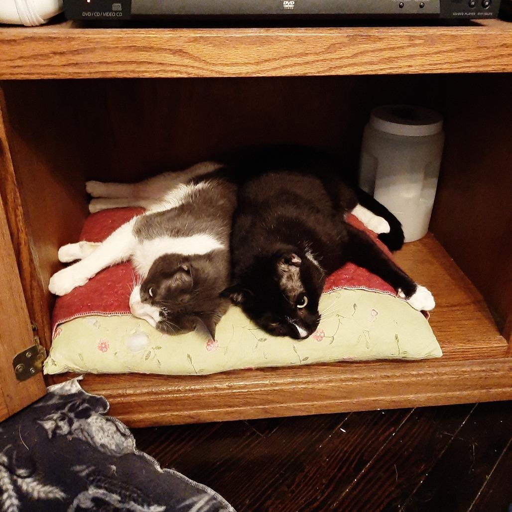 Enlarge Rutabaga, a Adoptable Domestic Short Hair in Pittsburgh, PA image 6/6