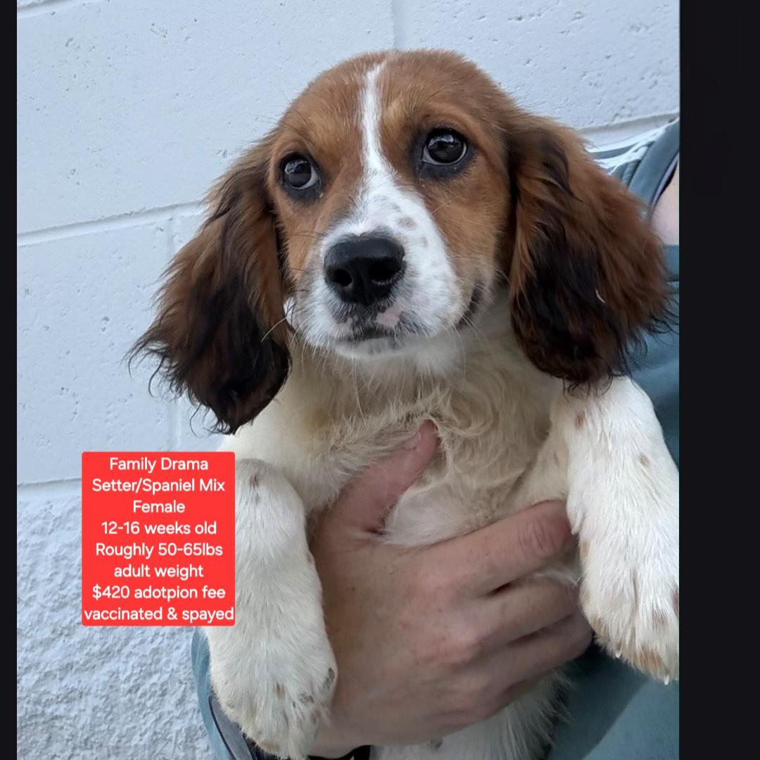 Family Drama, adopted, Puppy Female Setter.