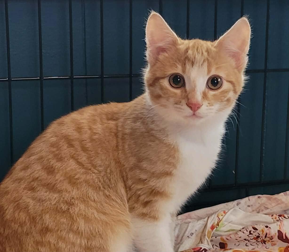 Latte, a ADOPTABLE Domestic Short Hair in Salt Spring Island, BC image 1/3