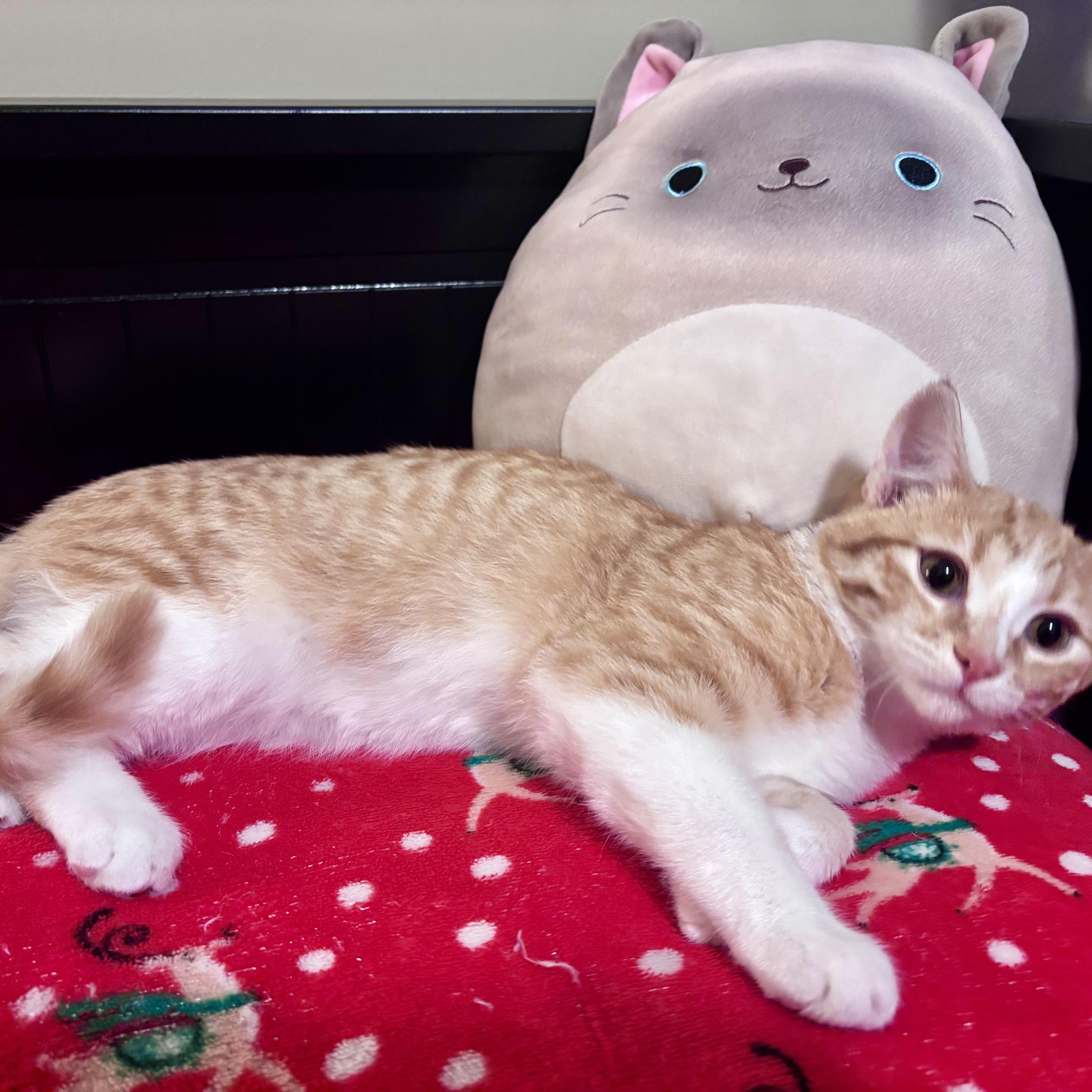 Enlarge Latte, an adopted Domestic Short Hair in Salt Spring Island, BC image 3/5