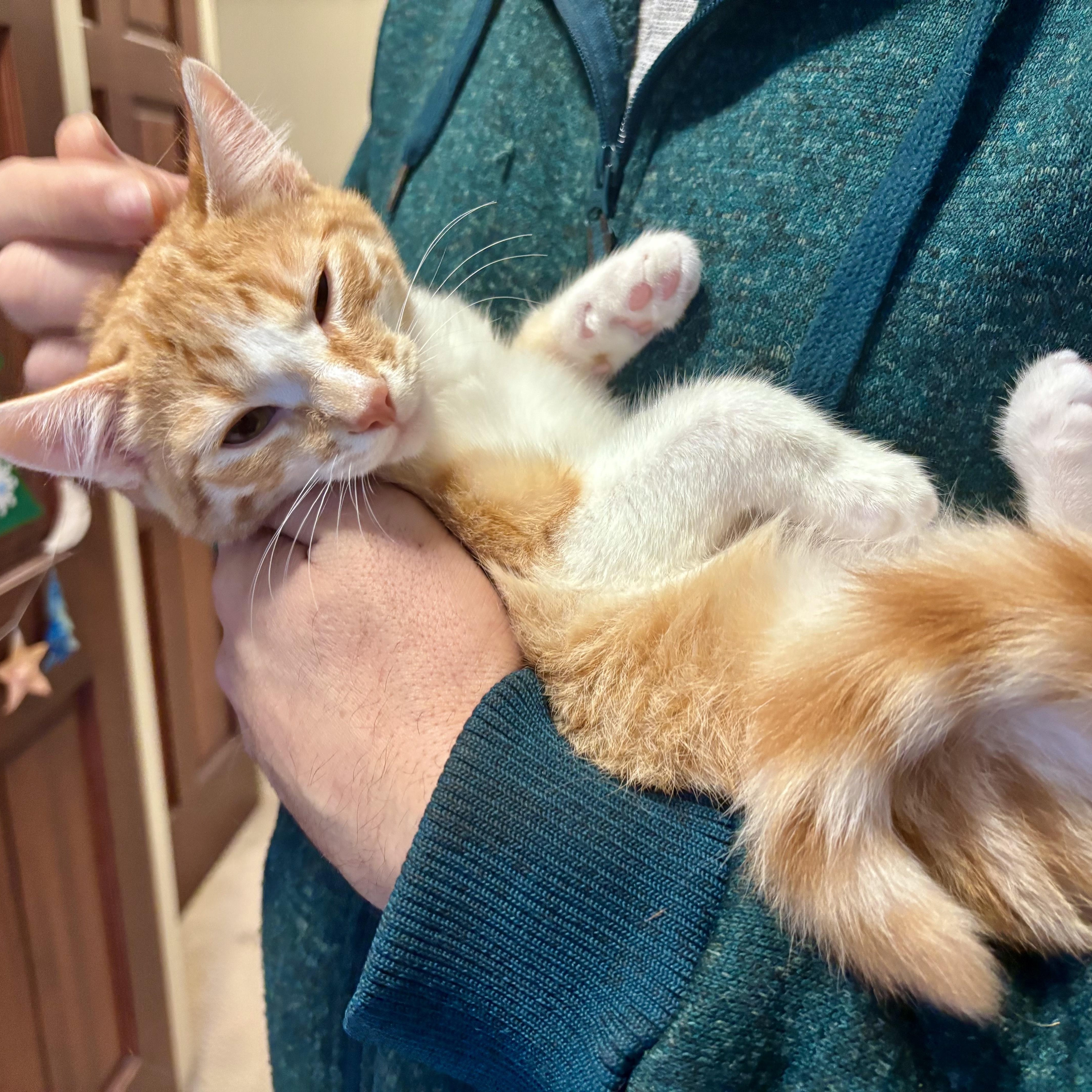 Enlarge Latte, an adopted Domestic Short Hair in Salt Spring Island, BC image 4/5