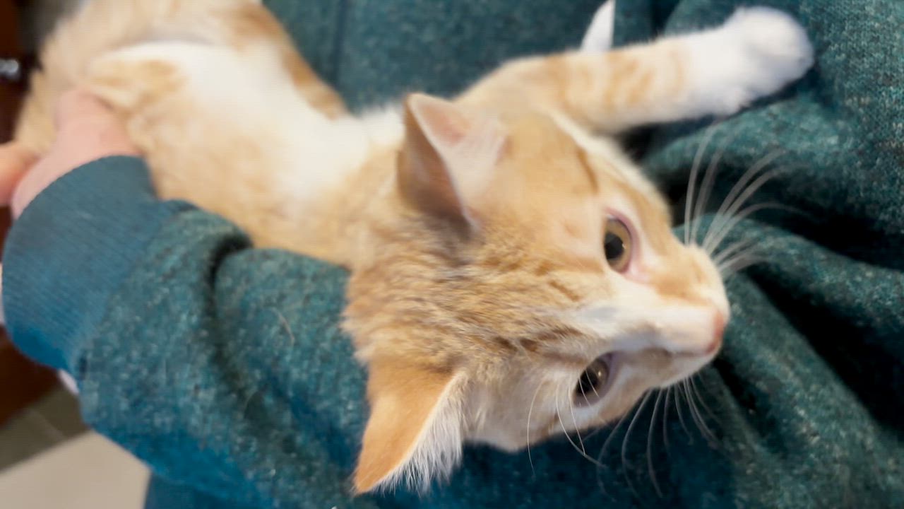 Enlarge Latte, an adopted Domestic Short Hair in Salt Spring Island, BC video 5/5