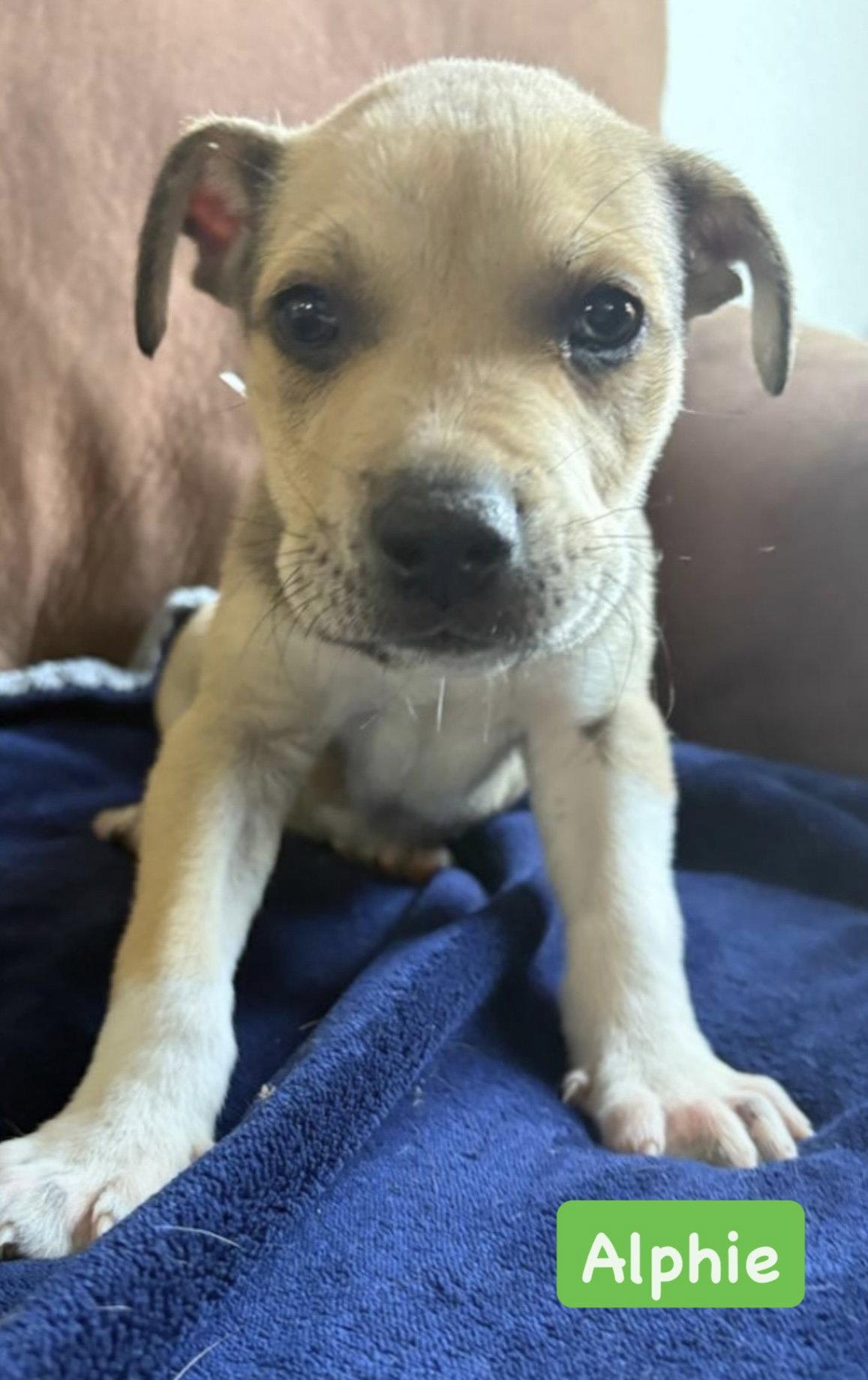 Enlarge Alphie, a Adopted American Staffordshire Terrier in San Diego, CA image 1/3