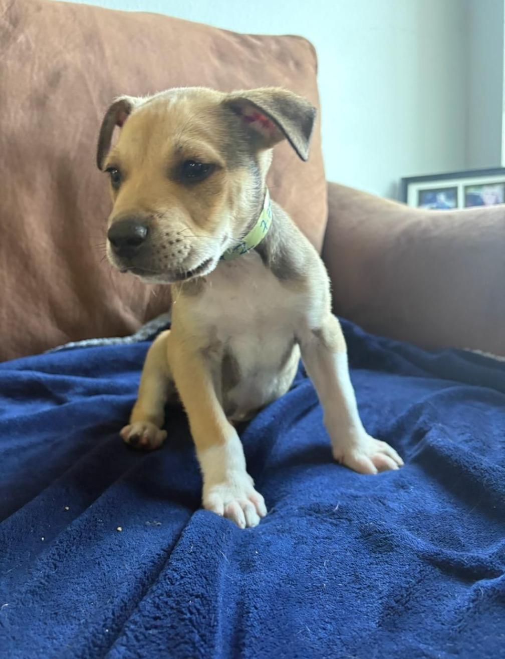 Enlarge Alphie, a Adopted American Staffordshire Terrier in San Diego, CA image 2/3