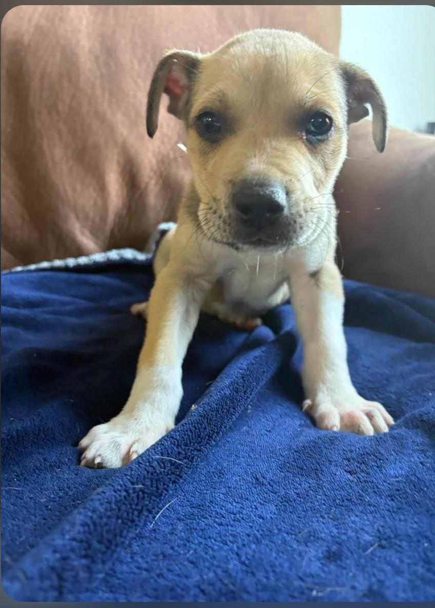 Enlarge Alphie, a Adopted American Staffordshire Terrier in San Diego, CA image 3/3