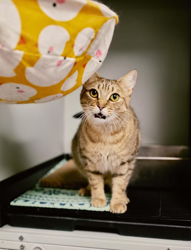 Banshee, Adoptable, Young Female Tabby.
