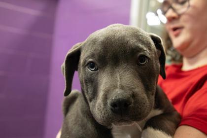 Moos, Adoptable, Young Male Pit Bull Terrier & Mixed Breed.