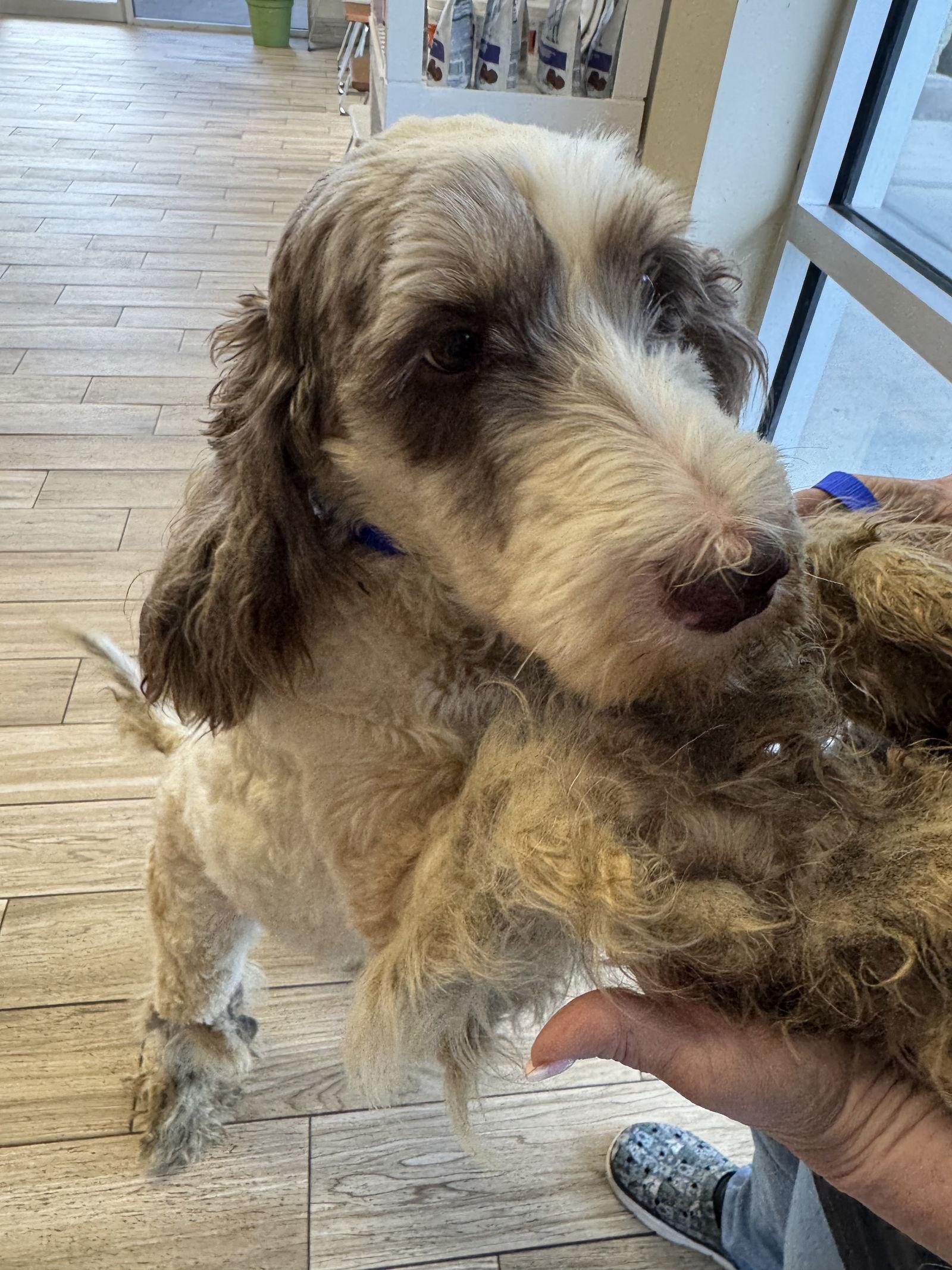 Coach, Adopted, Young Male Mixed Breed.