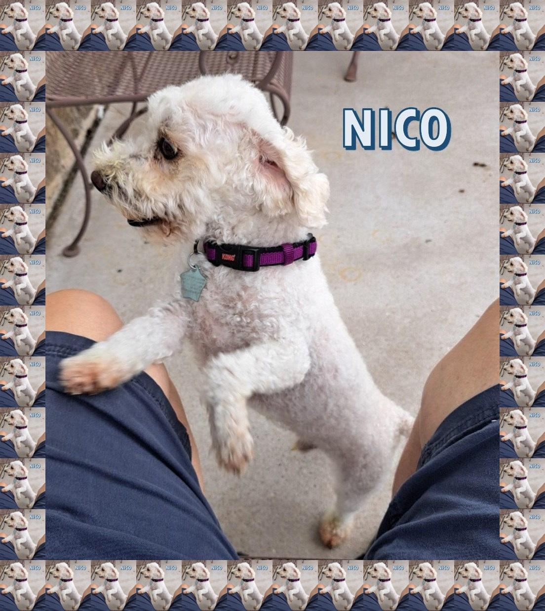 Nico - N. TX