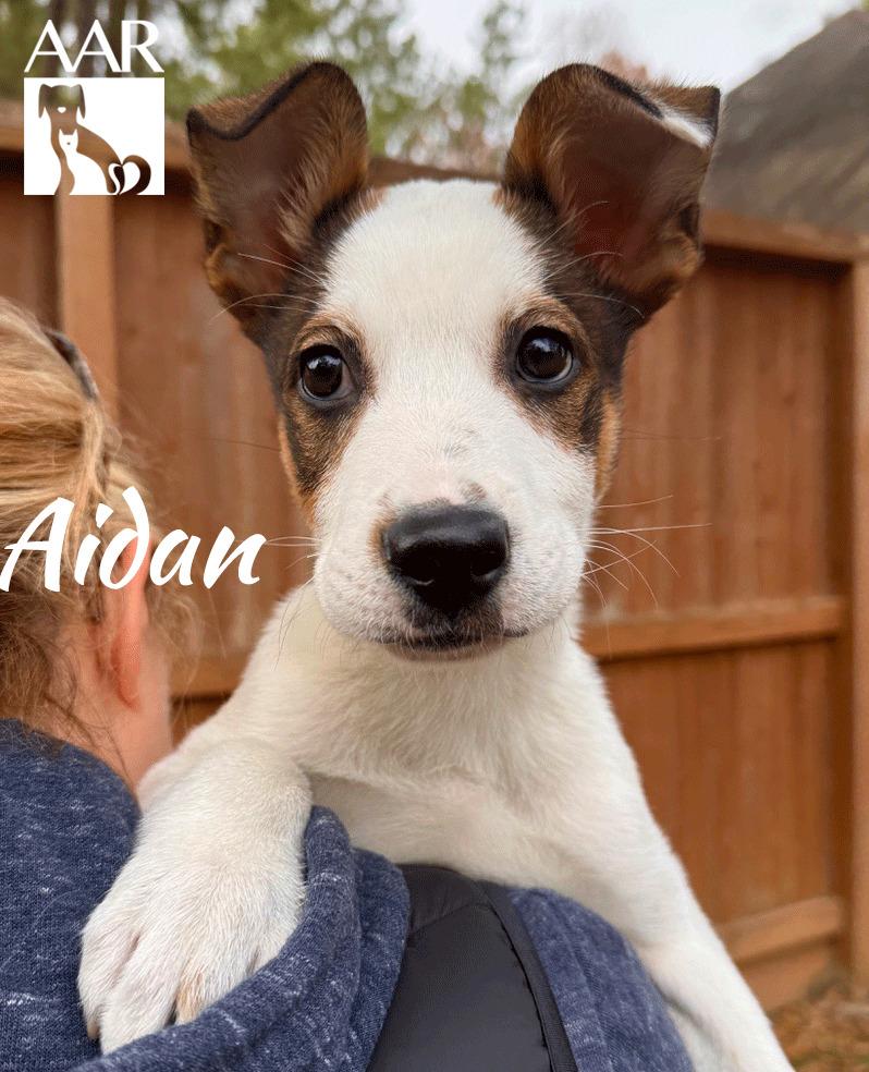 Aidan, Adoptable, Puppy Male Labrador Retriever & German Shepherd Dog.