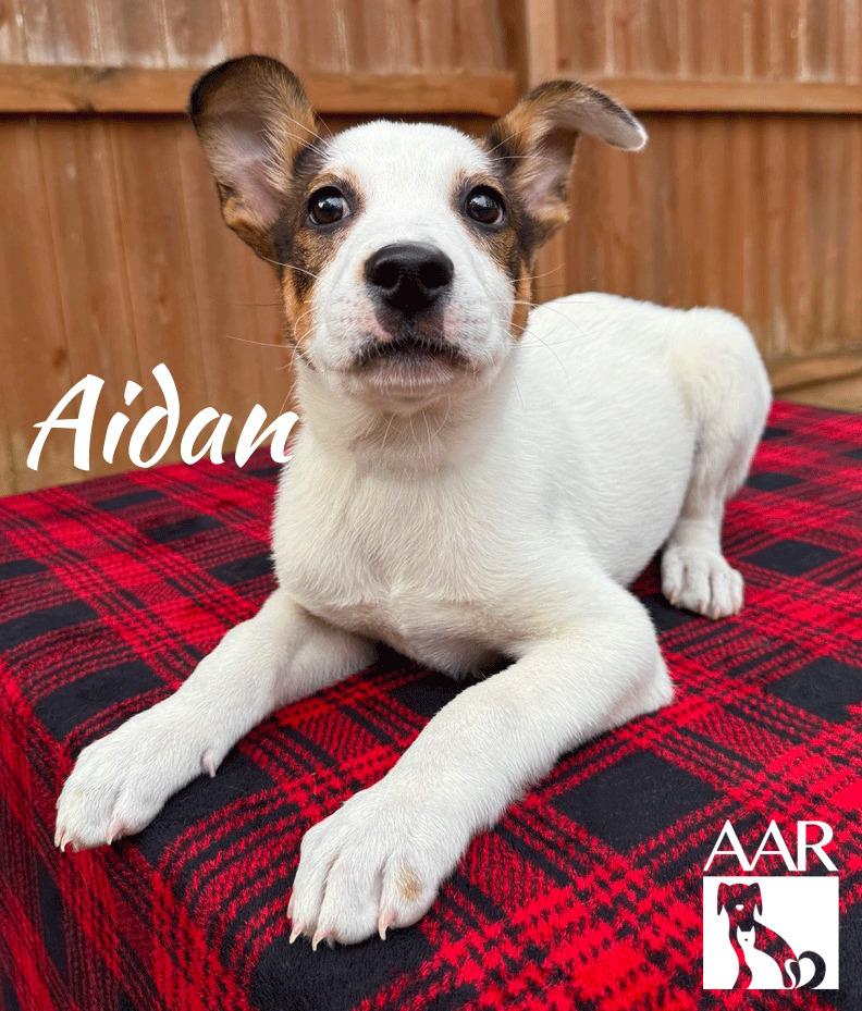 Aidan, a Adoptable mixed breed in Magnolia, TX image 2/6