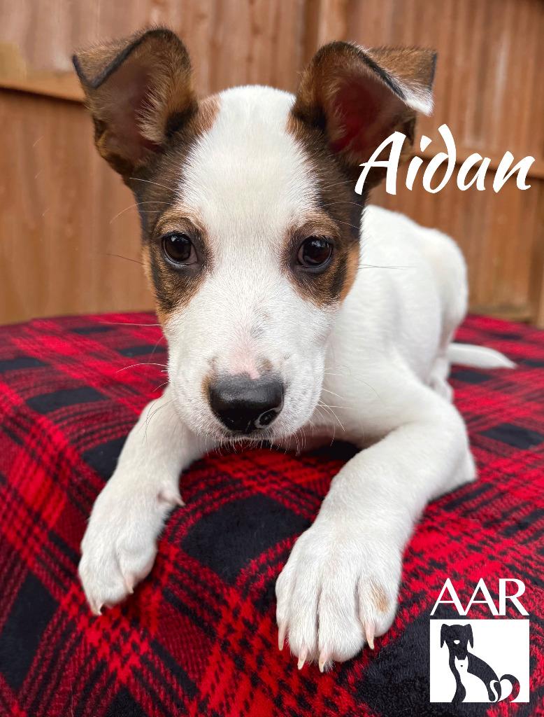 Aidan, a Adoptable mixed breed in Magnolia, TX image 4/6