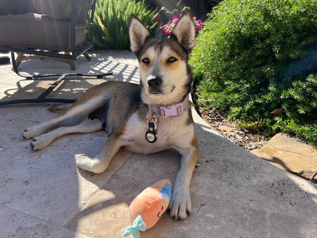 Aidan, a Adoptable mixed breed in Magnolia, TX image 6/6