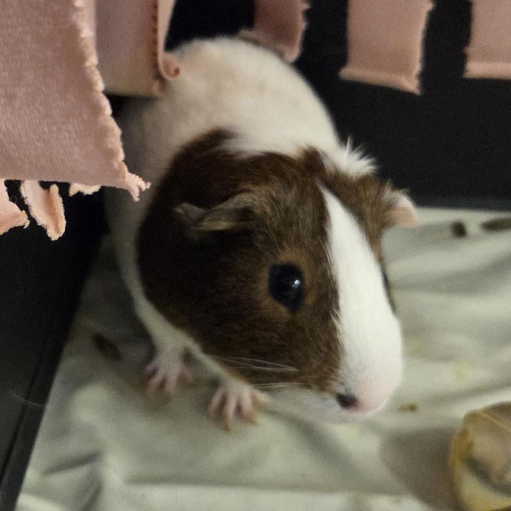 Enlarge Coffee, a Adoptable Guinea Pig in Hinsdale, IL image 1/1