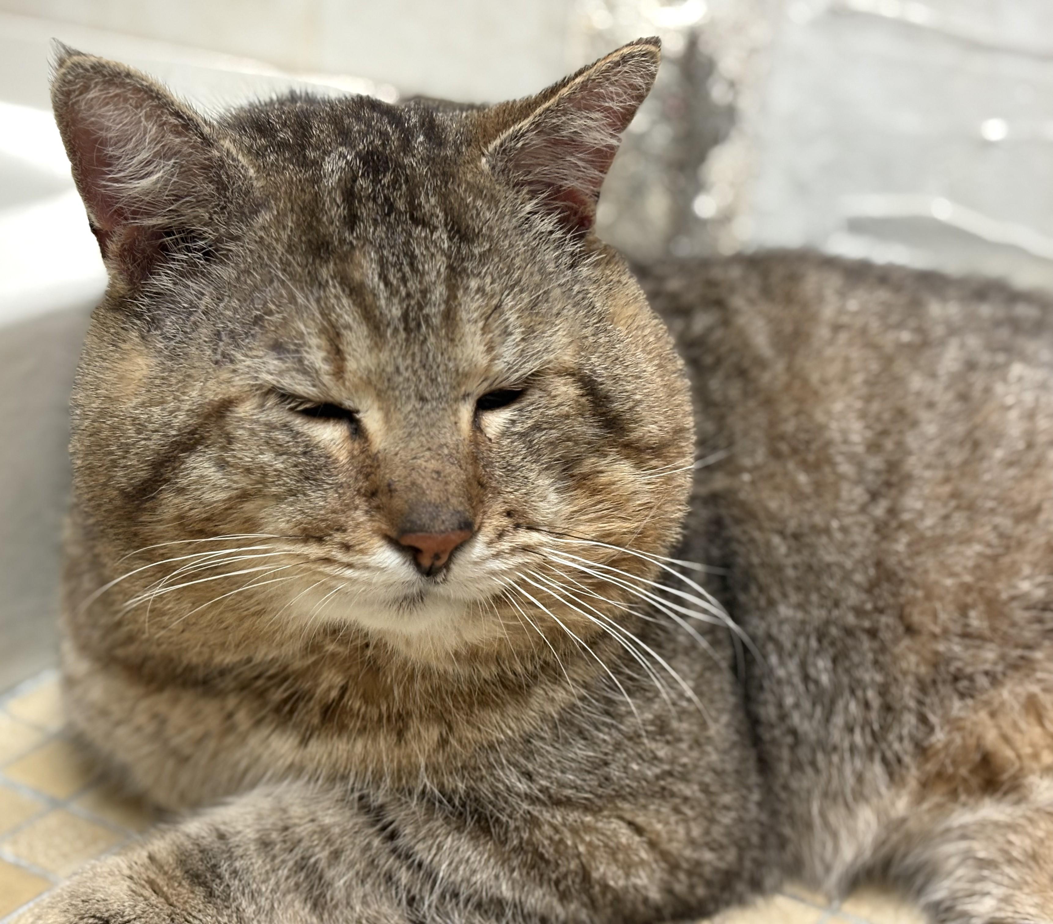 Enlarge Tonka, an adopted Tabby in Columbus, OH image 6/6