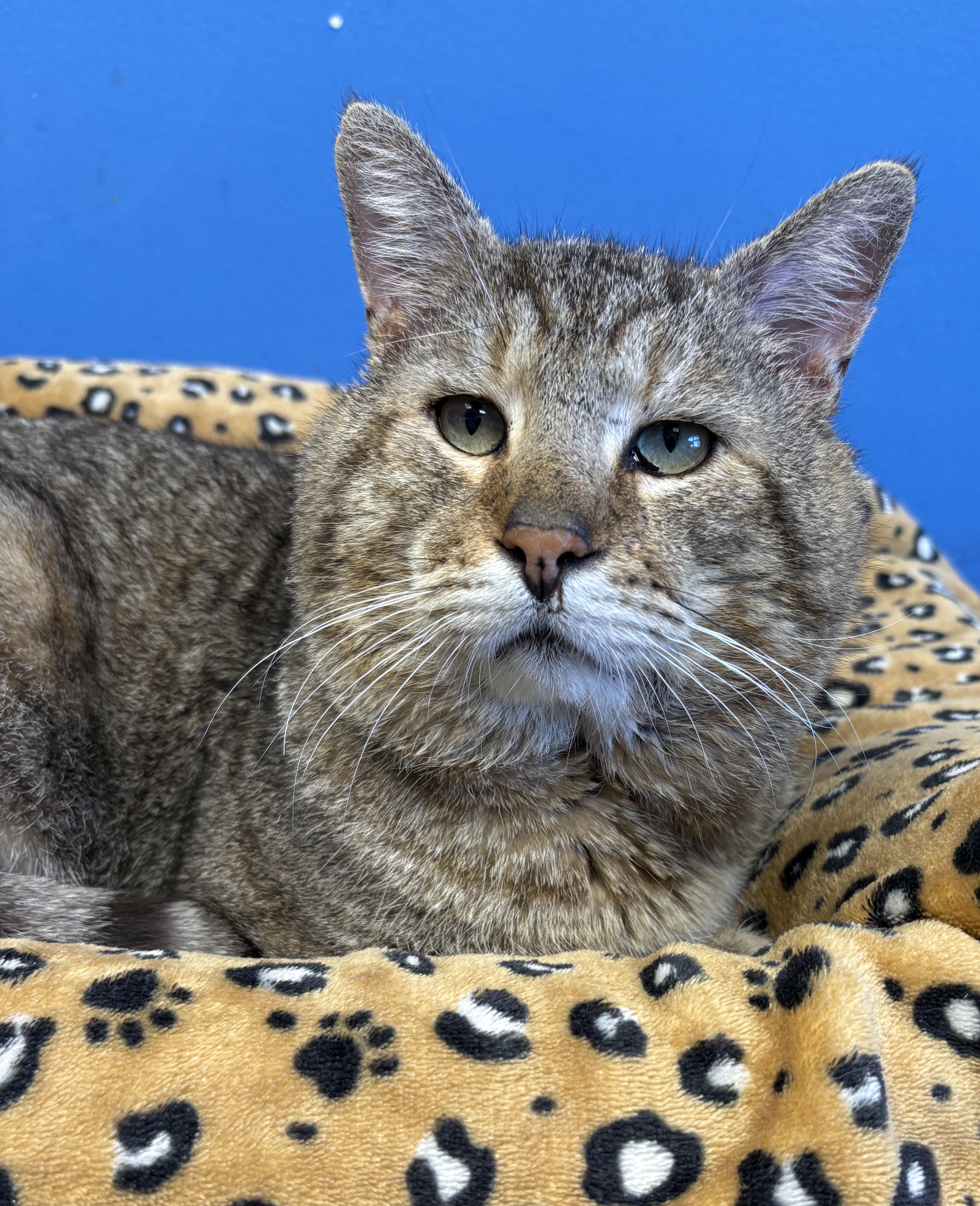 Enlarge Tonka, an adopted Tabby in Columbus, OH image 1/6