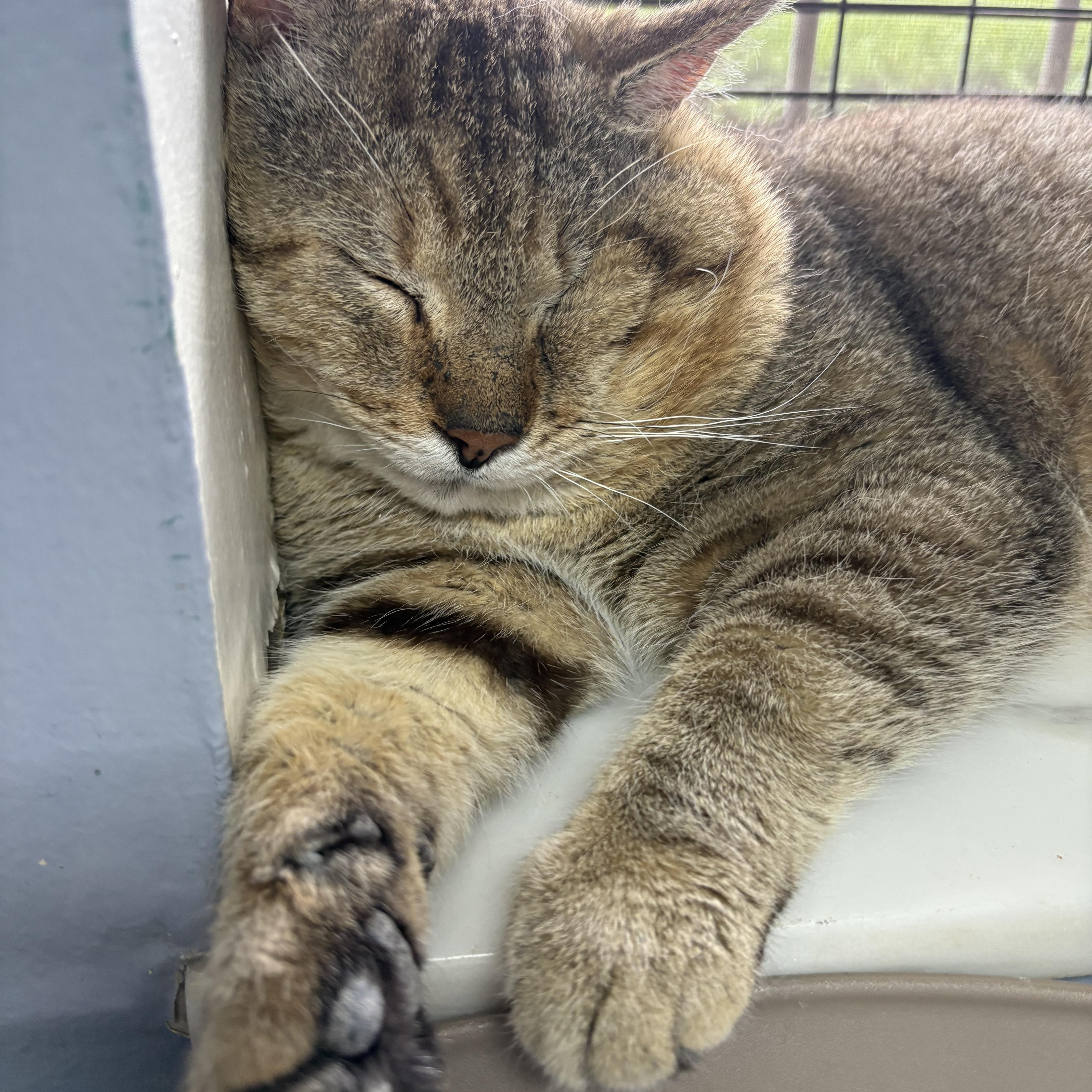 Enlarge Tonka, an adopted Tabby in Columbus, OH image 3/6