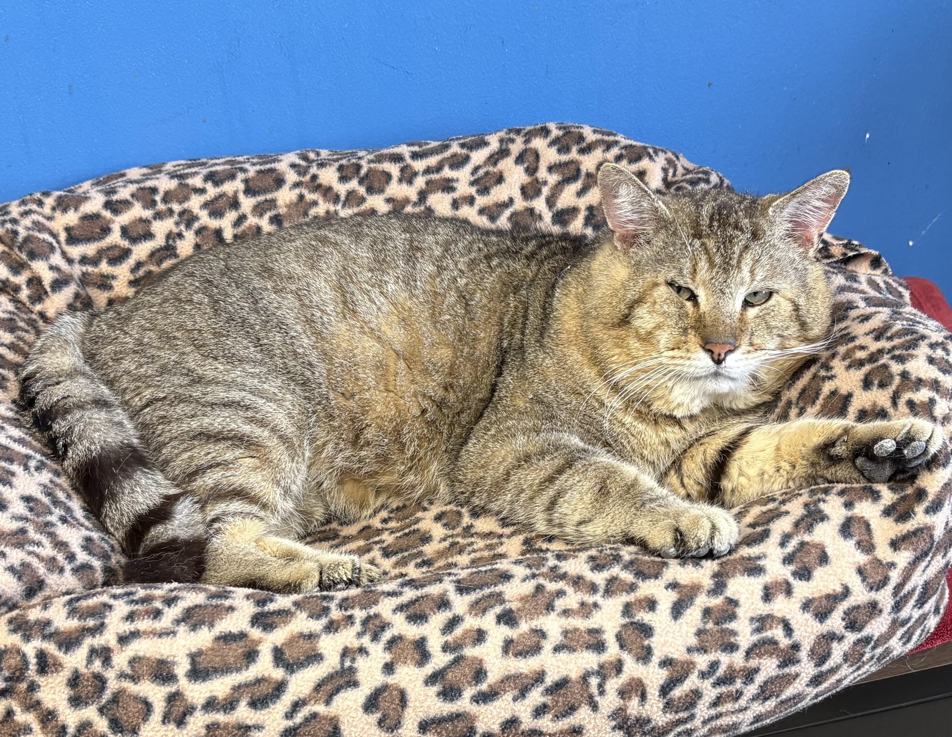 Enlarge Tonka, an adopted Tabby in Columbus, OH image 5/6
