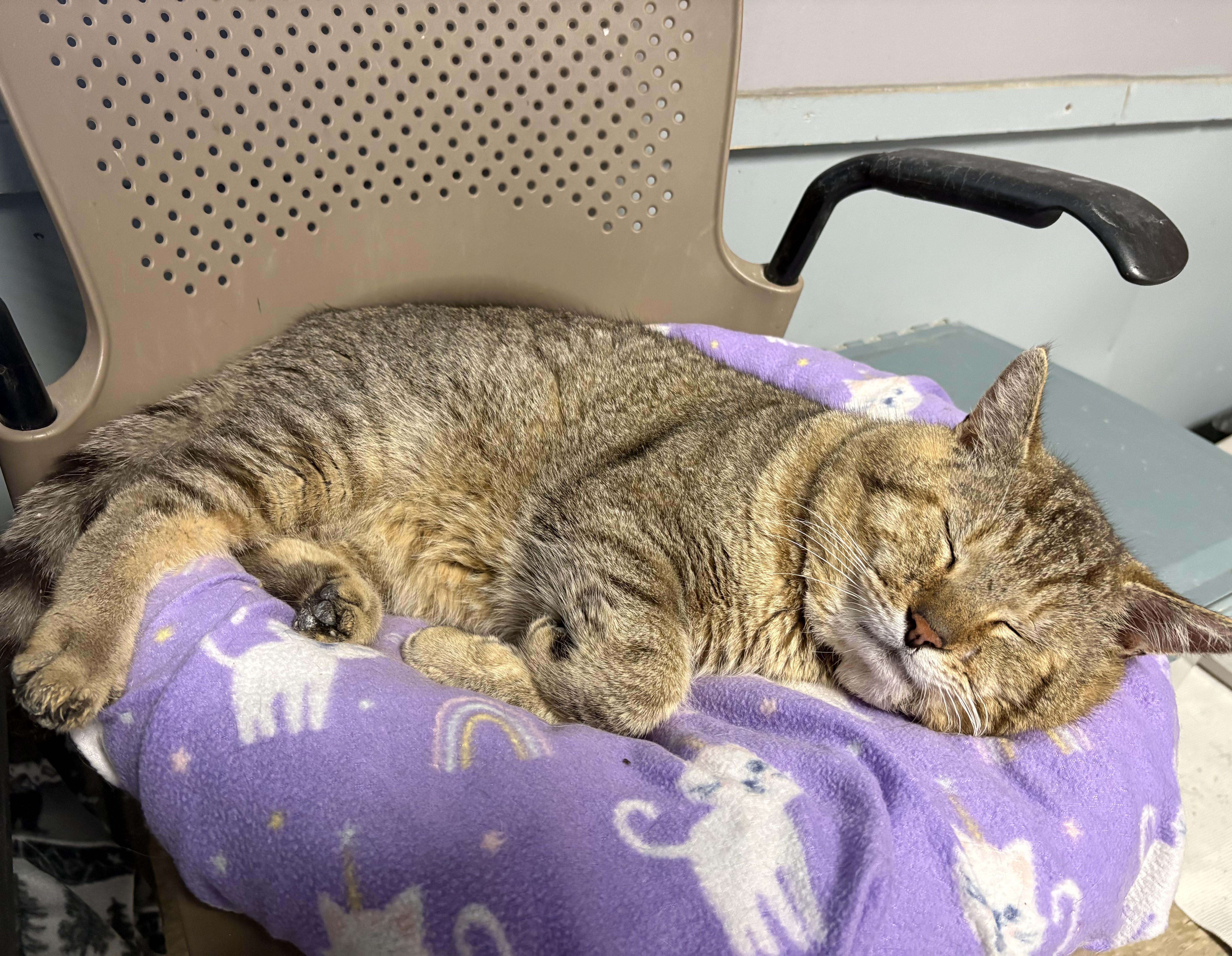 Enlarge Tonka, an adopted Tabby in Columbus, OH image 2/6