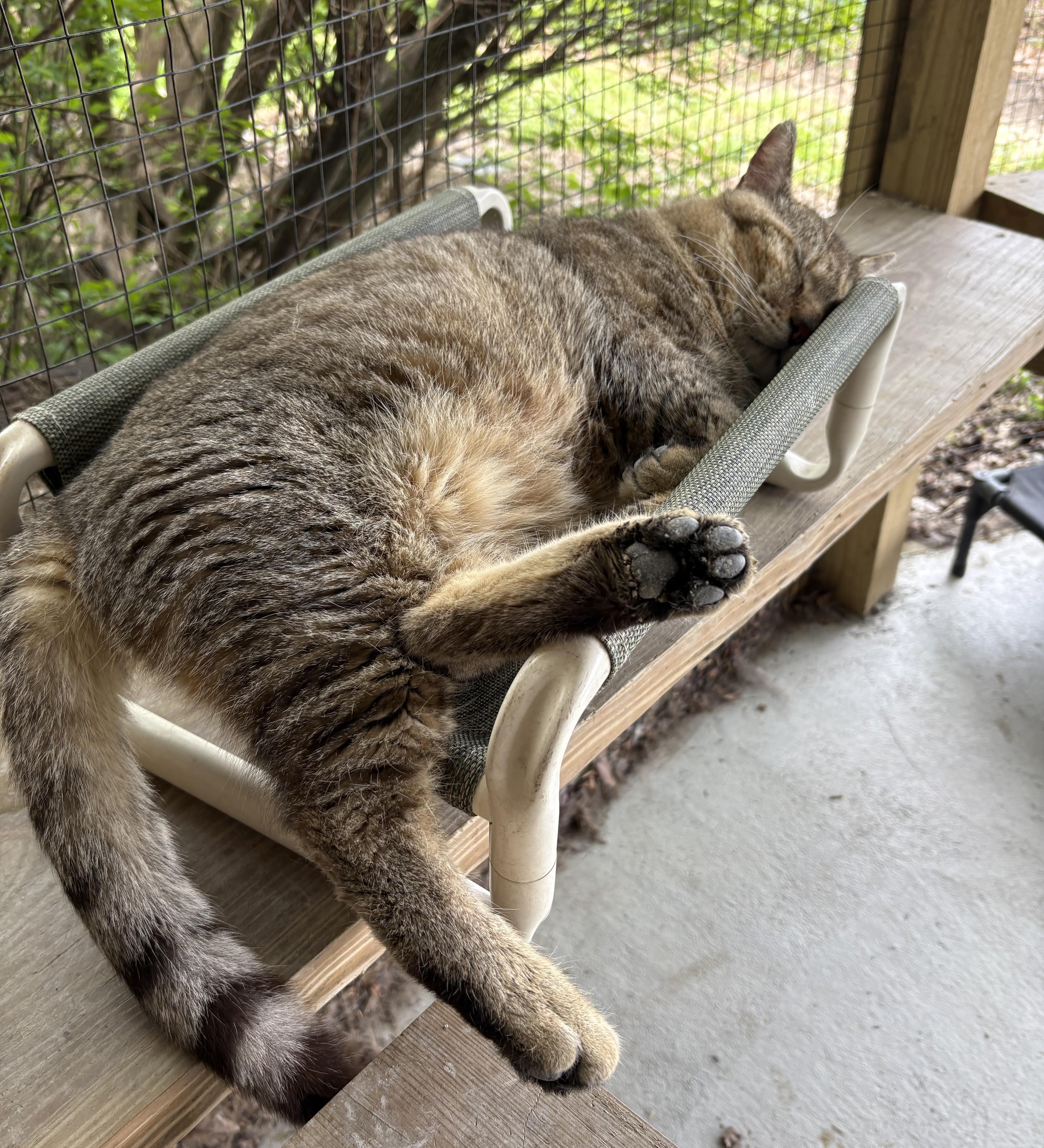 Enlarge Tonka, an adopted Tabby in Columbus, OH image 4/6